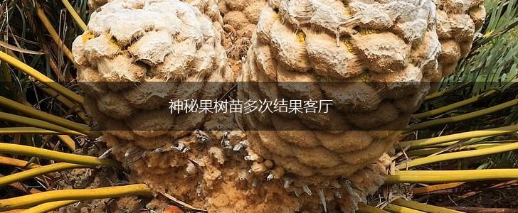 神秘果树苗多次结果客厅,第1张