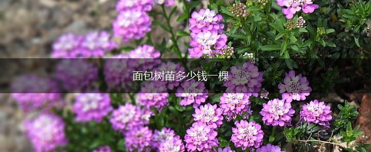 面包树苗多少钱一棵,第1张