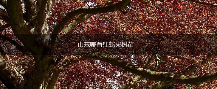 山东哪有红蛇果树苗,第1张