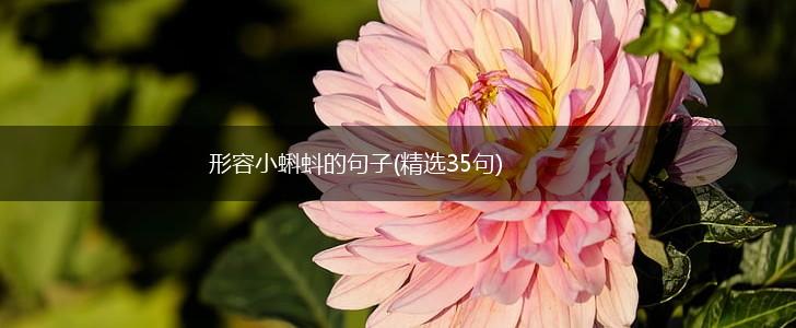 形容小蝌蚪的句子(精选35句),第1张
