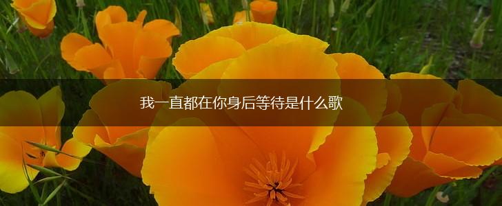 我一直都在你身后等待是什么歌,第1张