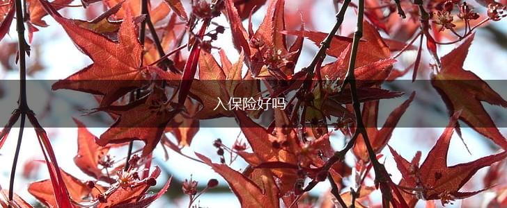 入保险好吗,第1张