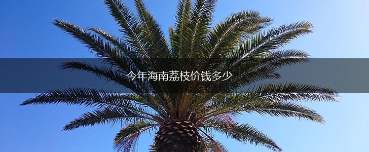 今年海南荔枝价钱多少,第1张