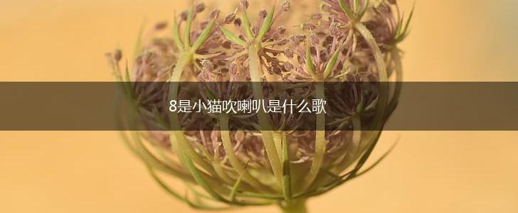 8是小猫吹喇叭是什么歌,第1张
