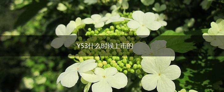 Y53什么时候上市的,第1张