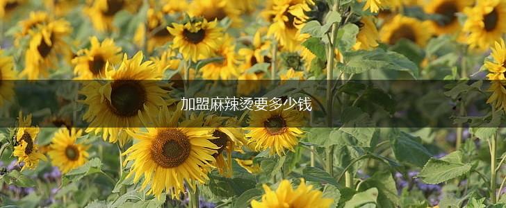 加盟麻辣烫要多少钱,第1张