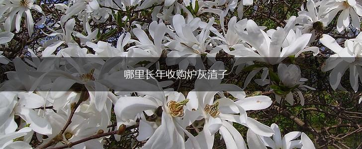 哪里长年收购炉灰渣子,第1张