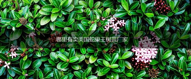 哪里有卖美国蛇果王树苗厂家,第1张