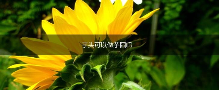 芋头可以做芋圆吗,第1张