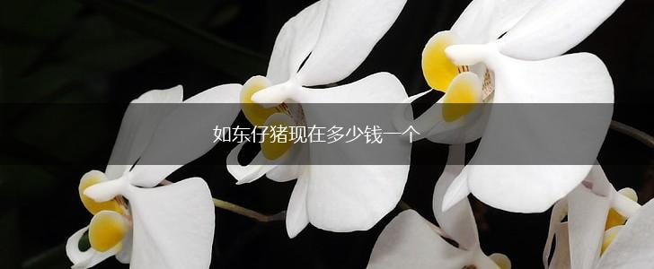 如东仔猪现在多少钱一个,第1张