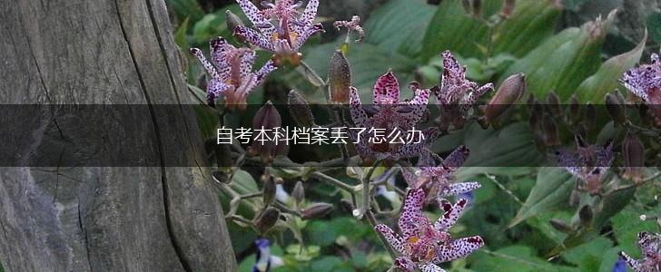 自考本科档案丢了怎么办,第1张