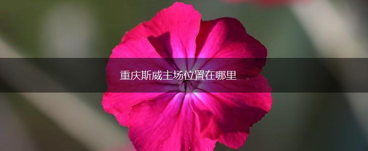 重庆斯威主场位置在哪里,第1张