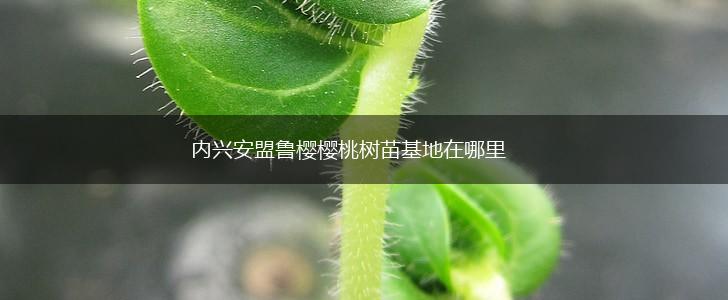 内兴安盟鲁樱樱桃树苗基地在哪里,第1张