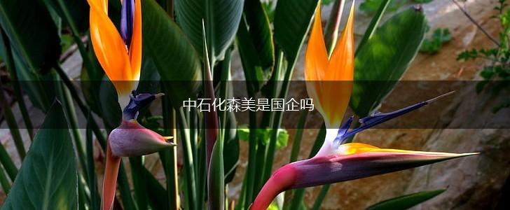中石化森美是国企吗,第1张