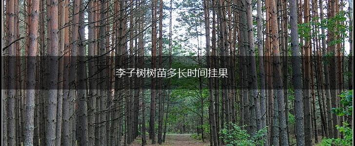 李子树树苗多长时间挂果,第1张