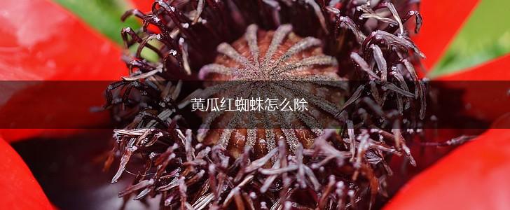 黄瓜红蜘蛛怎么除,第1张