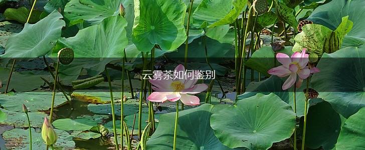 云雾茶如何鉴别,第1张