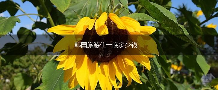 韩国旅游住一晚多少钱,第1张