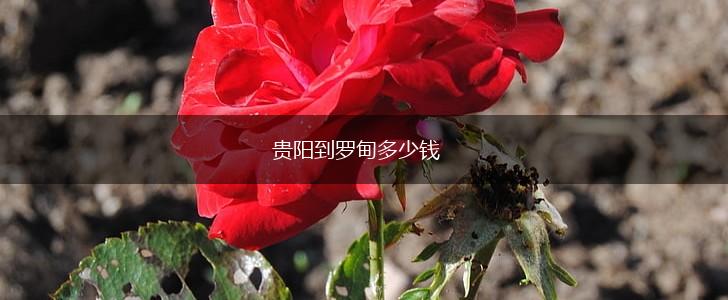 贵阳到罗甸多少钱,第1张