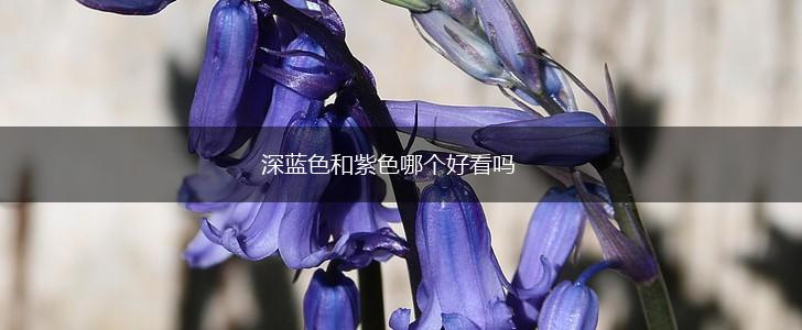 深蓝色和紫色哪个好看吗,第1张