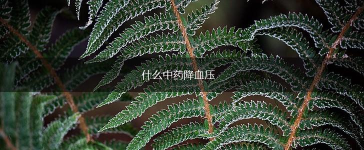 什么中药降血压,第1张