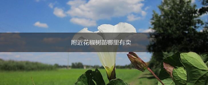 附近花椒树苗哪里有卖,第1张