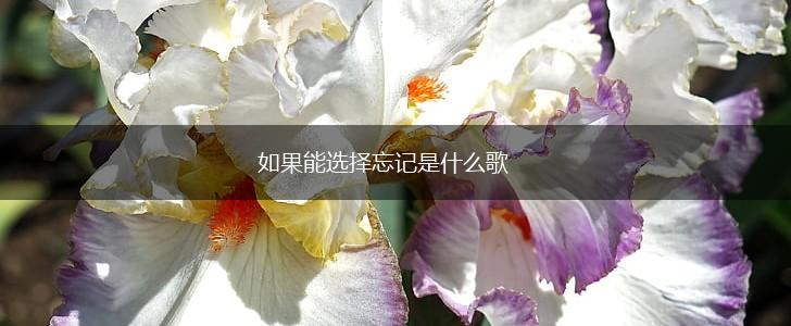 如果能选择忘记是什么歌,第1张