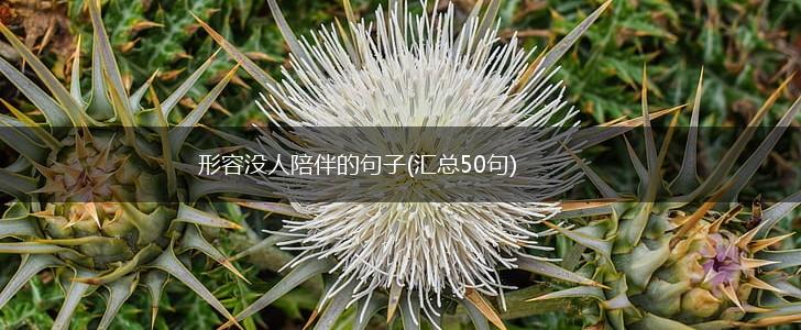 形容没人陪伴的句子(汇总50句),第1张