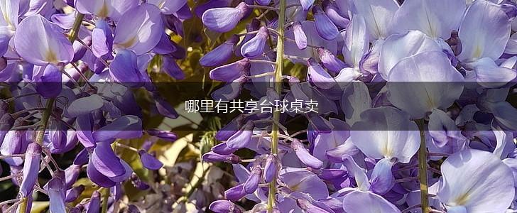 哪里有共享台球桌卖,第1张