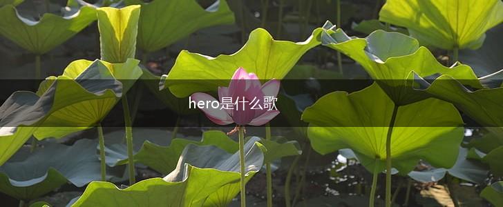 hero是什么歌,第1张