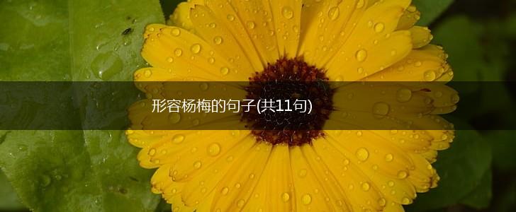 形容杨梅的句子(共11句),第1张