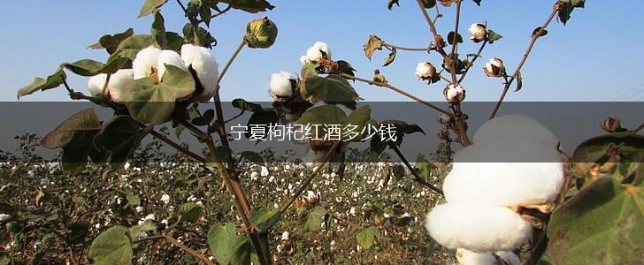 宁夏枸杞红酒多少钱,第1张