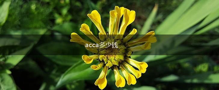 acca多少钱,第1张
