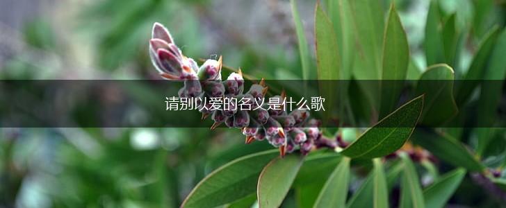 请别以爱的名义是什么歌,第1张