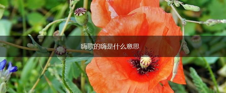 嗨歌的嗨是什么意思,第1张