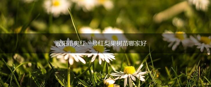 濮阳市奥红一号红梨果树苗哪家好,第1张