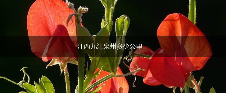江西九江泉州多少公里,第1张