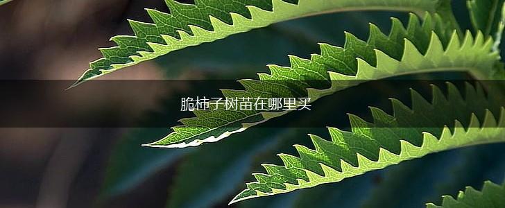 脆柿子树苗在哪里买,第1张