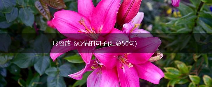 形容放飞心情的句子(汇总50句),第1张