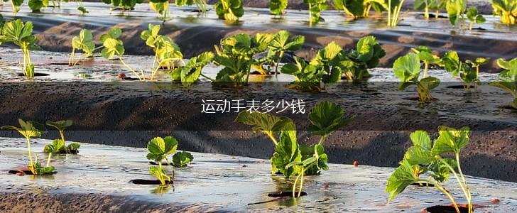 运动手表多少钱,第1张