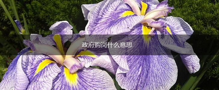 政府购岗什么意思,第1张