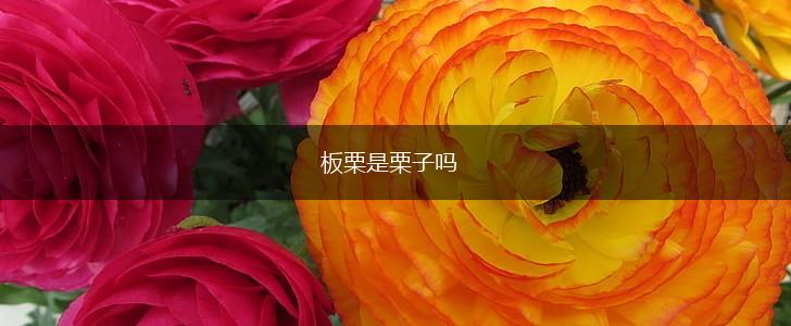 板栗是栗子吗,第1张