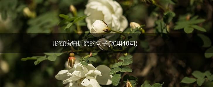 形容病痛折磨的句子(实用40句),第1张