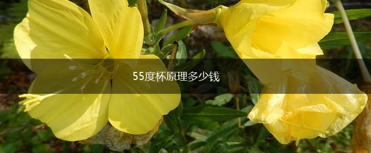 55度杯原理多少钱,第1张
