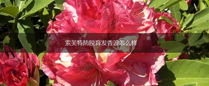 索芙特防脱育发香波怎么样,第1张