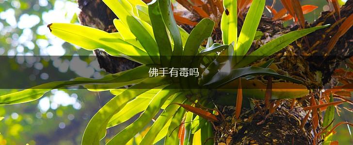 佛手有毒吗,第1张