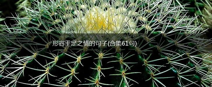 形容手足之情的句子(合集61句),第1张
