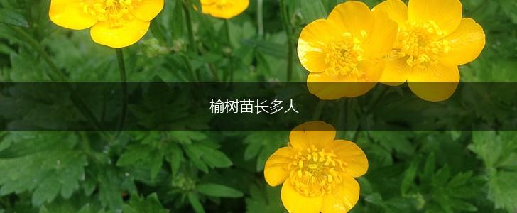 榆树苗长多大,第1张
