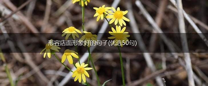 形容店面形象好的句子(优选50句),第1张