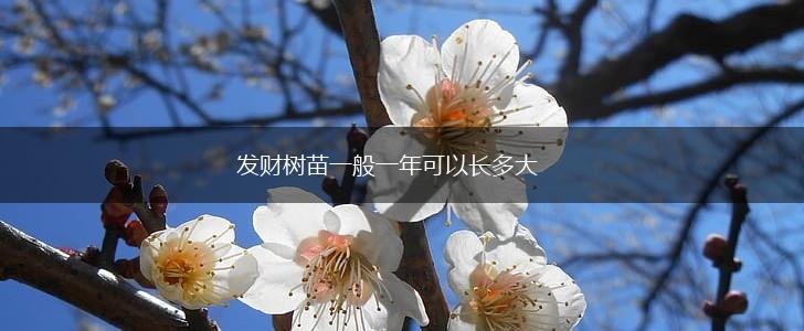 发财树苗一般一年可以长多大,第1张